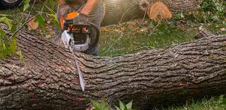 Haynesville, LA Tree Care Company