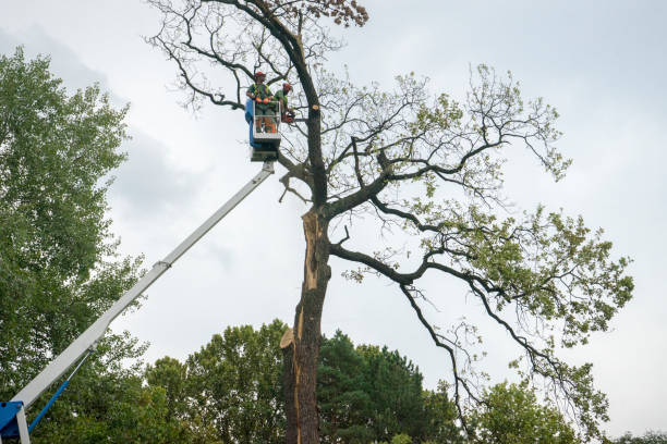 Mulching Services in Haynesville, LA